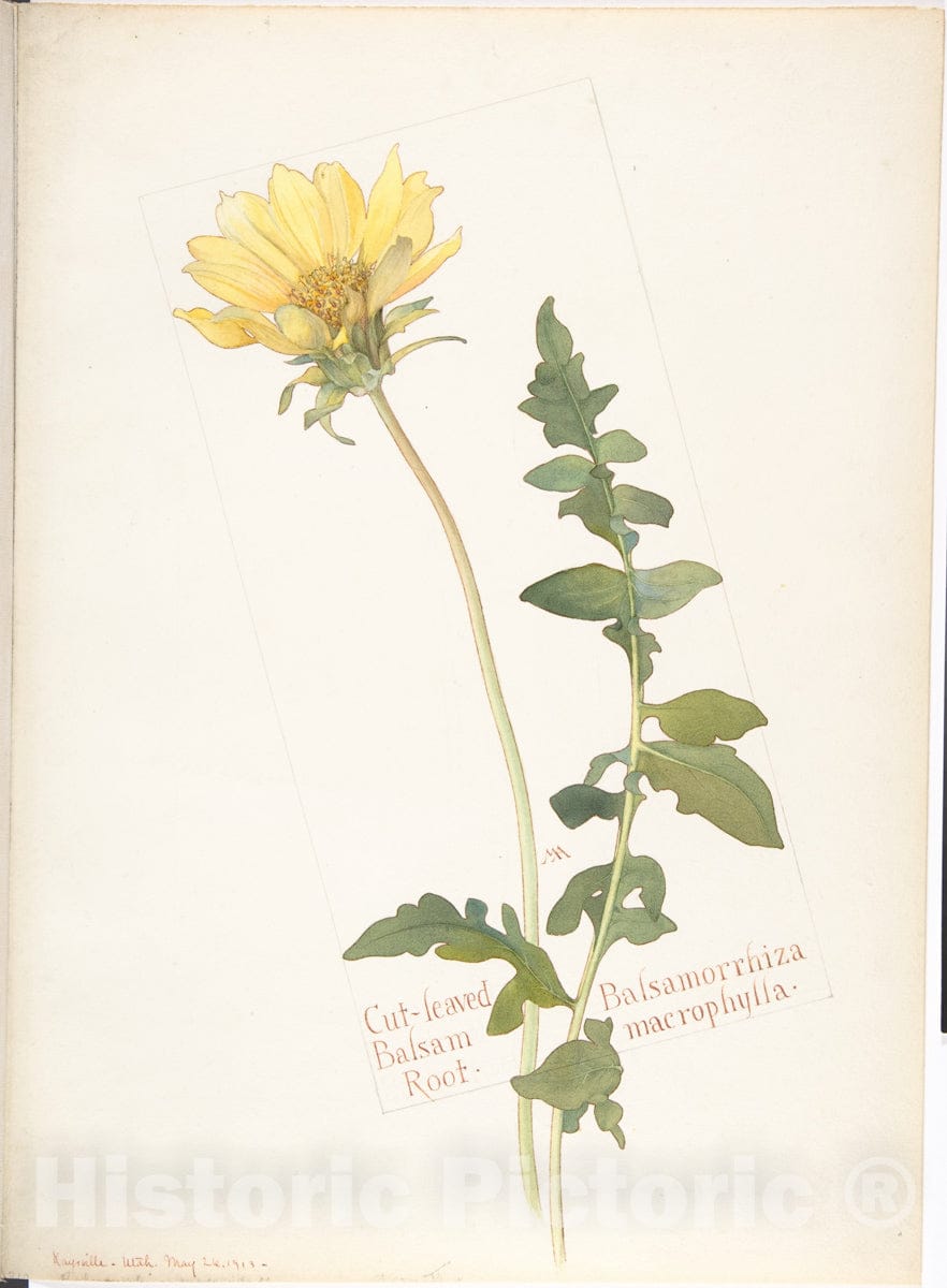 Art Print : Margaret Neilson Armstrong - Cut-leaved Balsam Root, Balsamorrhiza macrophylla : Vintage Wall Art