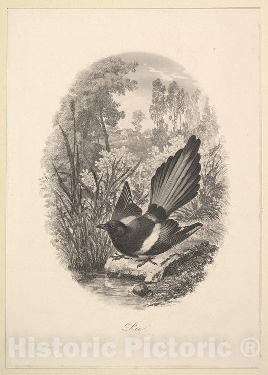Art Print : Charles-François Daubigny - Magpie : Vintage Wall Art
