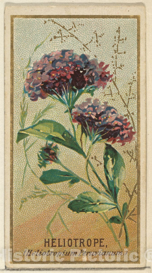 Art Print : Issued by Goodwin & Company - Heliotrope (Heliotropium Peruvianum), from The Flowers Series for Old Judge Cigarettes : Vintage Wall Art