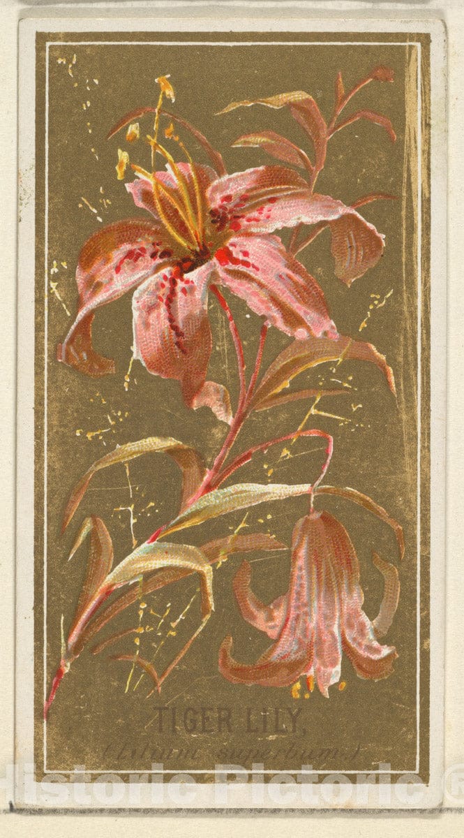 Art Print : Issued by Goodwin & Company - Tiger Lily (Lilium superbum), from The Flowers Series for Old Judge Cigarettes : Vintage Wall Art