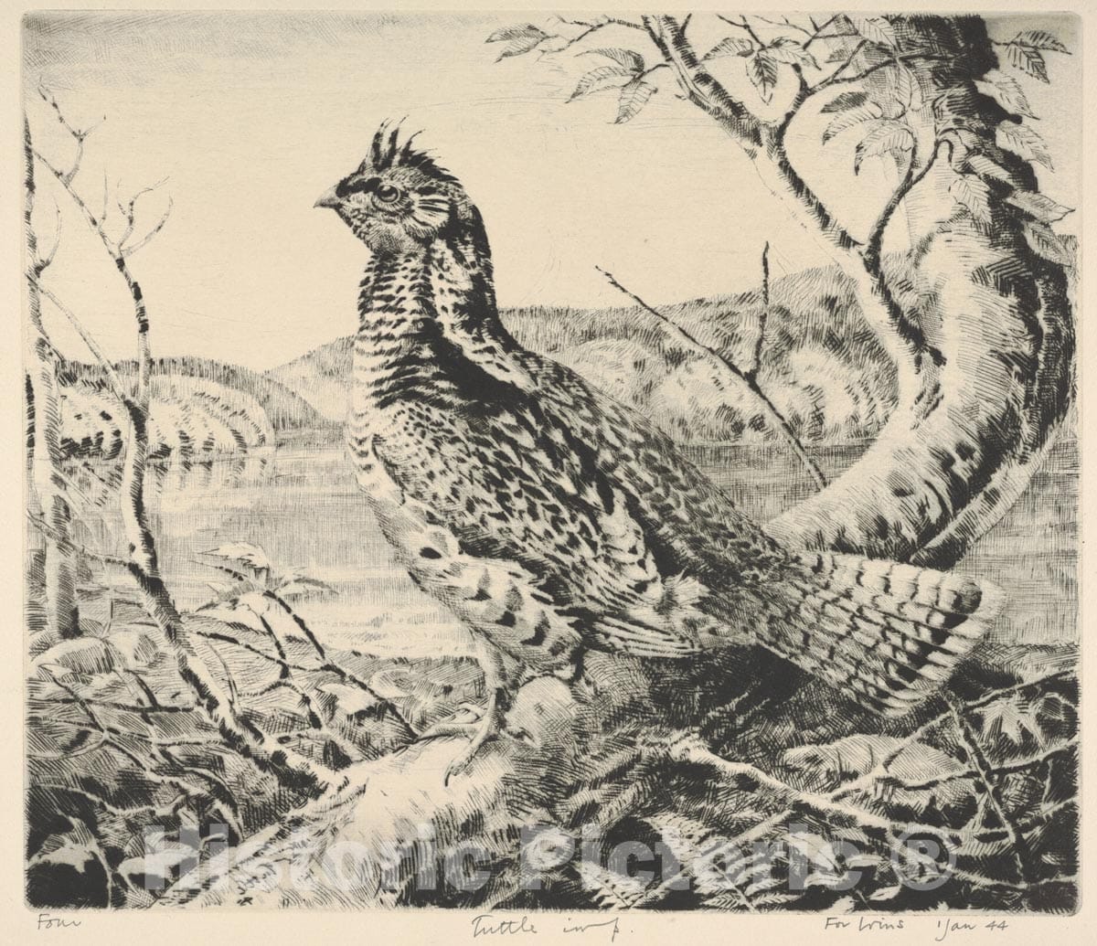 Art Print : Henry Emerson Tuttle - Ruffled Grouse 2 : Vintage Wall Art