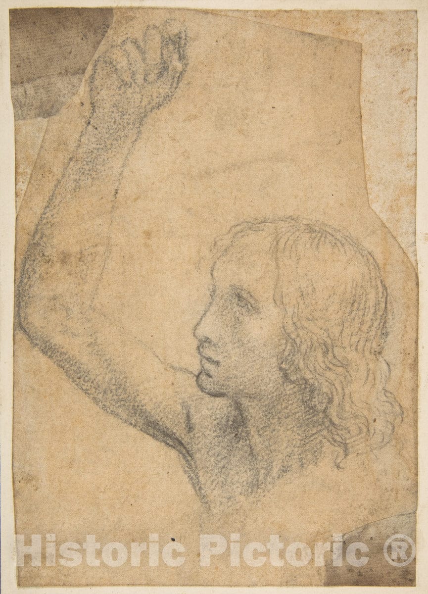 Art Print : Timoteo Viti - Youth with Right Arm Raised in a Shoulder-Length Portrayal (preparatory Study for St. Sebastian) : Vintage Wall Art