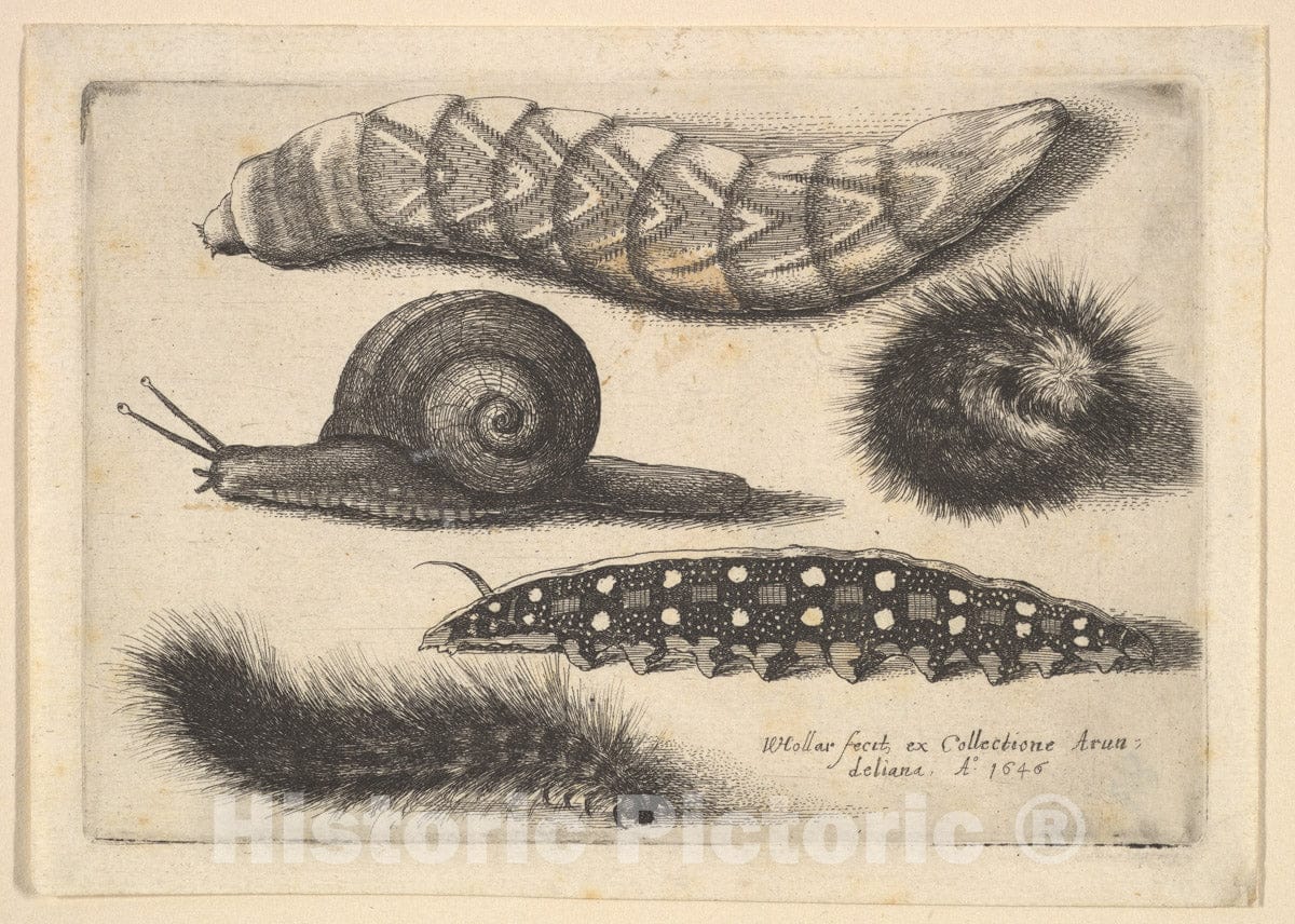 Art Print : Wenceslaus Hollar - Four Caterpillars and a Snail : Vintage Wall Art
