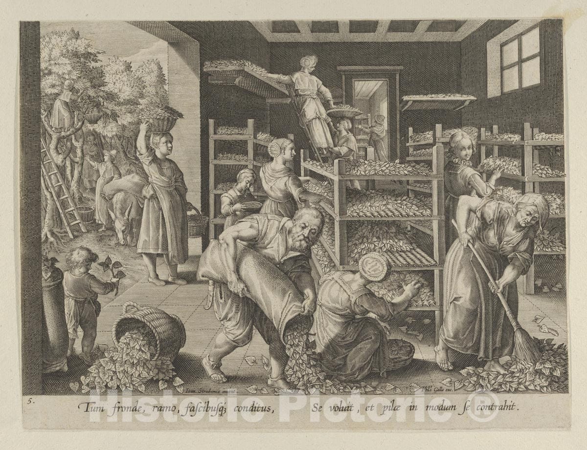 Art Print : Karel Van Mallery - The Gathering of Mulberry Leaves and The Feeding of The Silkworms, Plate 5 from The Introduction of The Silkworm Vermis Sericus : Vintage Wall Art
