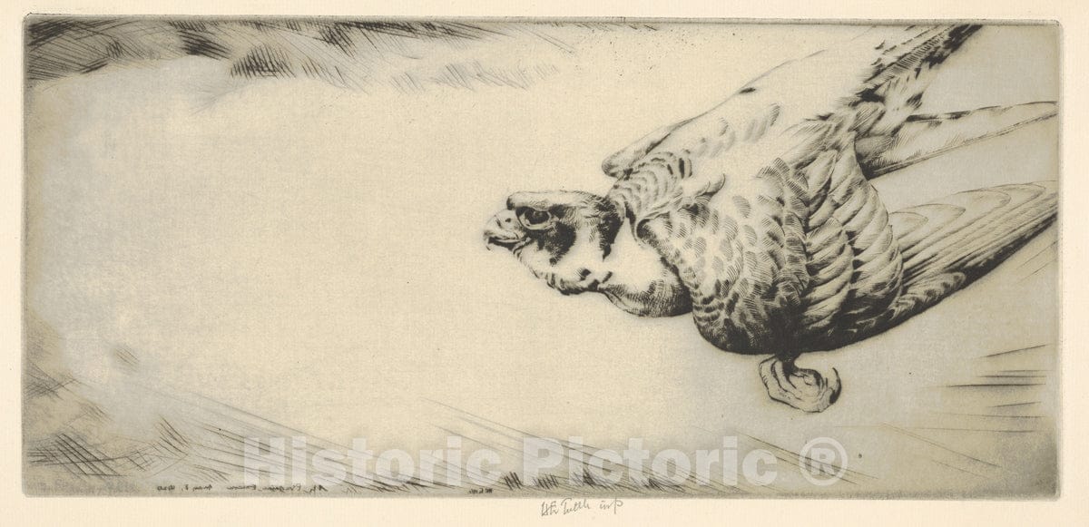 Art Print : Henry Emerson Tuttle - Peregrine Falcon Soaring : Vintage Wall Art