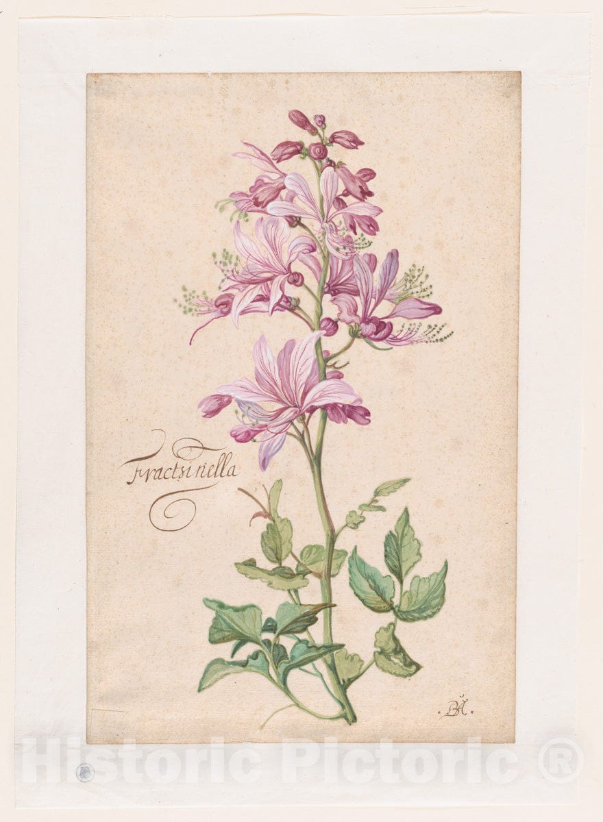 Art Print : Balthasar Van der AST - A Dictamnus : Vintage Wall Art