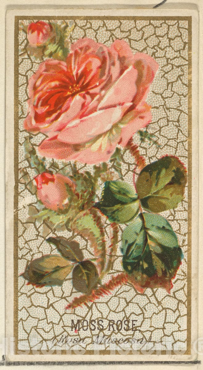 Art Print : Issued by Goodwin & Company - Moss Rose (Rosa Muscosa), from The Flowers Series for Old Judge Cigarettes : Vintage Wall Art