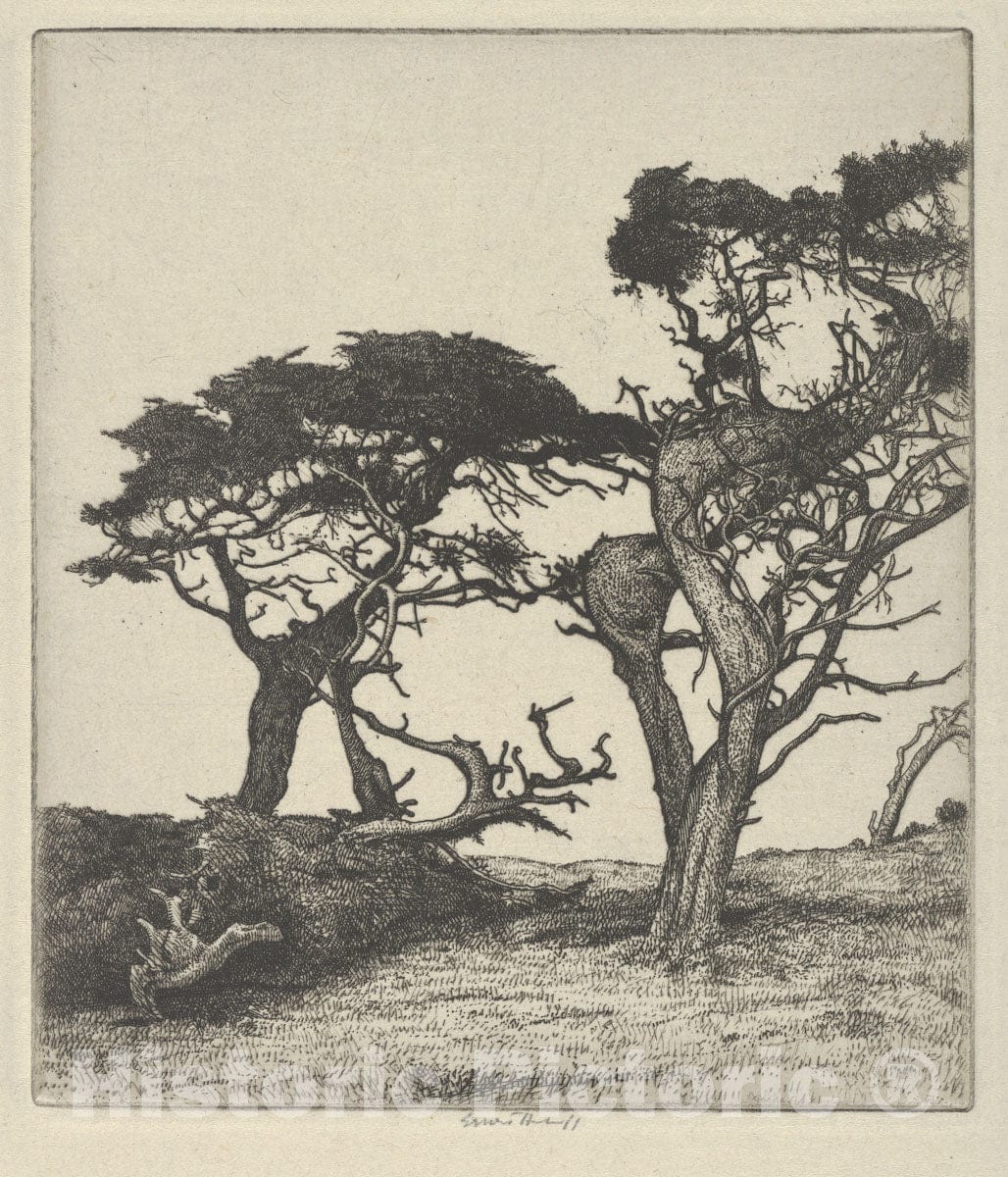 Art Print : Ernest Haskell - Fragments of The Ostrich : Vintage Wall Art