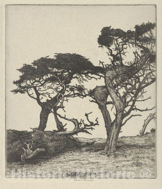 Art Print : Ernest Haskell - Fragments of The Ostrich : Vintage Wall Art