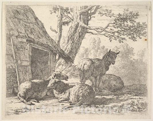 Art Print : Karel Dujardin - Four Sheep, one Sheep Stands Among Three Others Lying on The Ground Next to a shed with thatched roof and Open Door : Vintage Wall Art