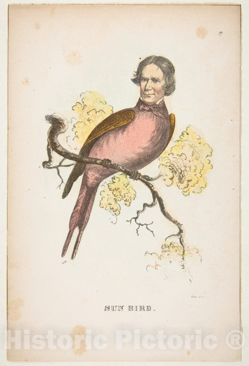 Art Print : Henry Louis Stephens - Sun Bird (James S. Wallace), from The Comic Natural History of The Human Race : Vintage Wall Art