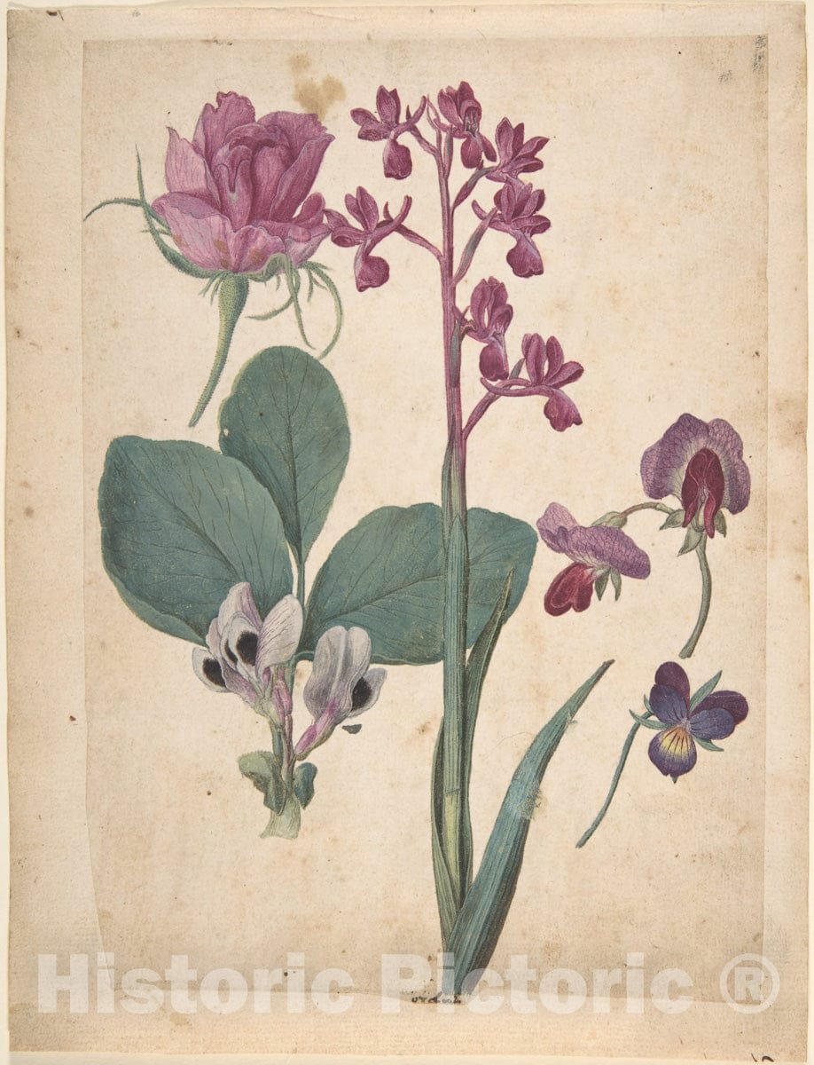 Art Print : Jacques Le Moyne de Morgues - A Sheet of Studies of Flowers: A Rose, a Heartsease, a Sweet Pea, a Garden Pea, and a Lax-Flowered Orchid : Vintage Wall Art