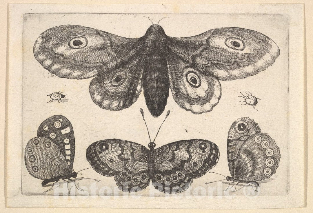 Art Print : Wenceslaus Hollar - A Moth, Three Butterflies and Two Beetles : Vintage Wall Art