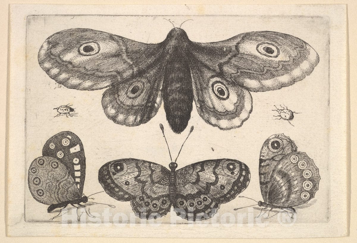 Art Print : Wenceslaus Hollar - A Moth, Three Butterflies and Two Beetles : Vintage Wall Art