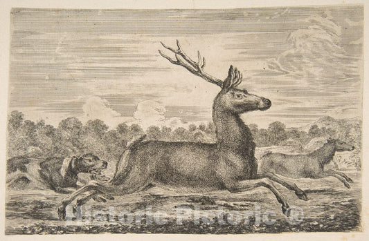 Art Print : Etched by Stefano Della Bella - Hounds Chasing a Stag and a Doe : Vintage Wall Art