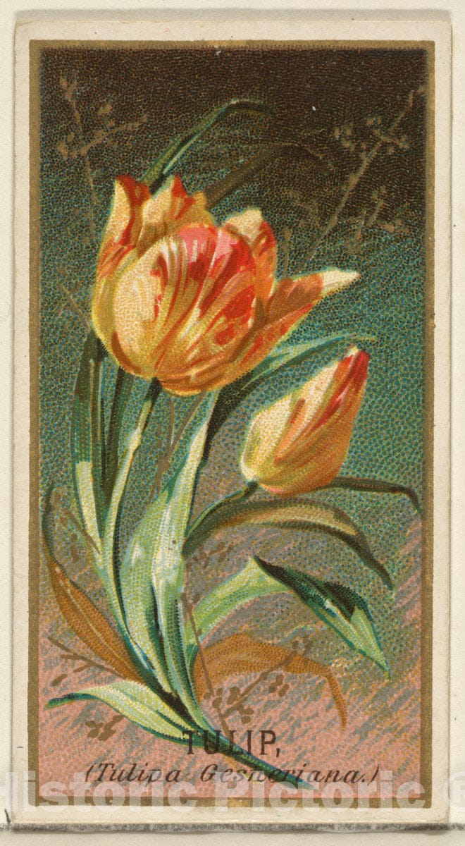 Art Print : Issued by Goodwin & Company - Tulip (Tulipa Gesheriana), from The Flowers Series for Old Judge Cigarettes : Vintage Wall Art