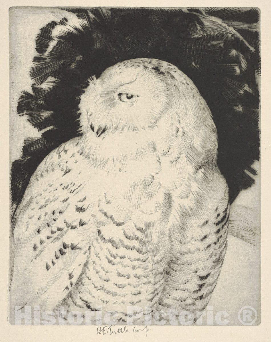 Art Print : Henry Emerson Tuttle - Portrait: Snowy Owl : Vintage Wall Art