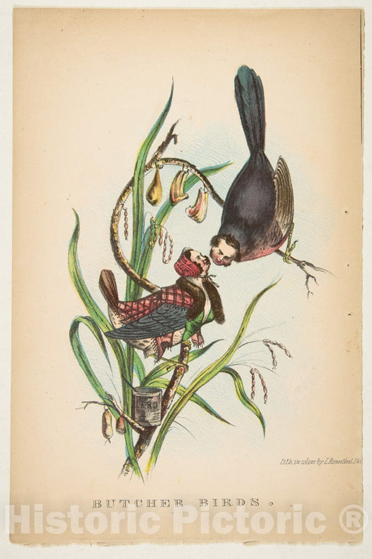 Art Print : Henry Louis Stephens - Butcher Birds, from The Comic Natural History of The Human Race : Vintage Wall Art