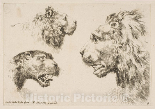 Art Print : Etched by Stefano Della Bella - Heads of Three Lions : Vintage Wall Art