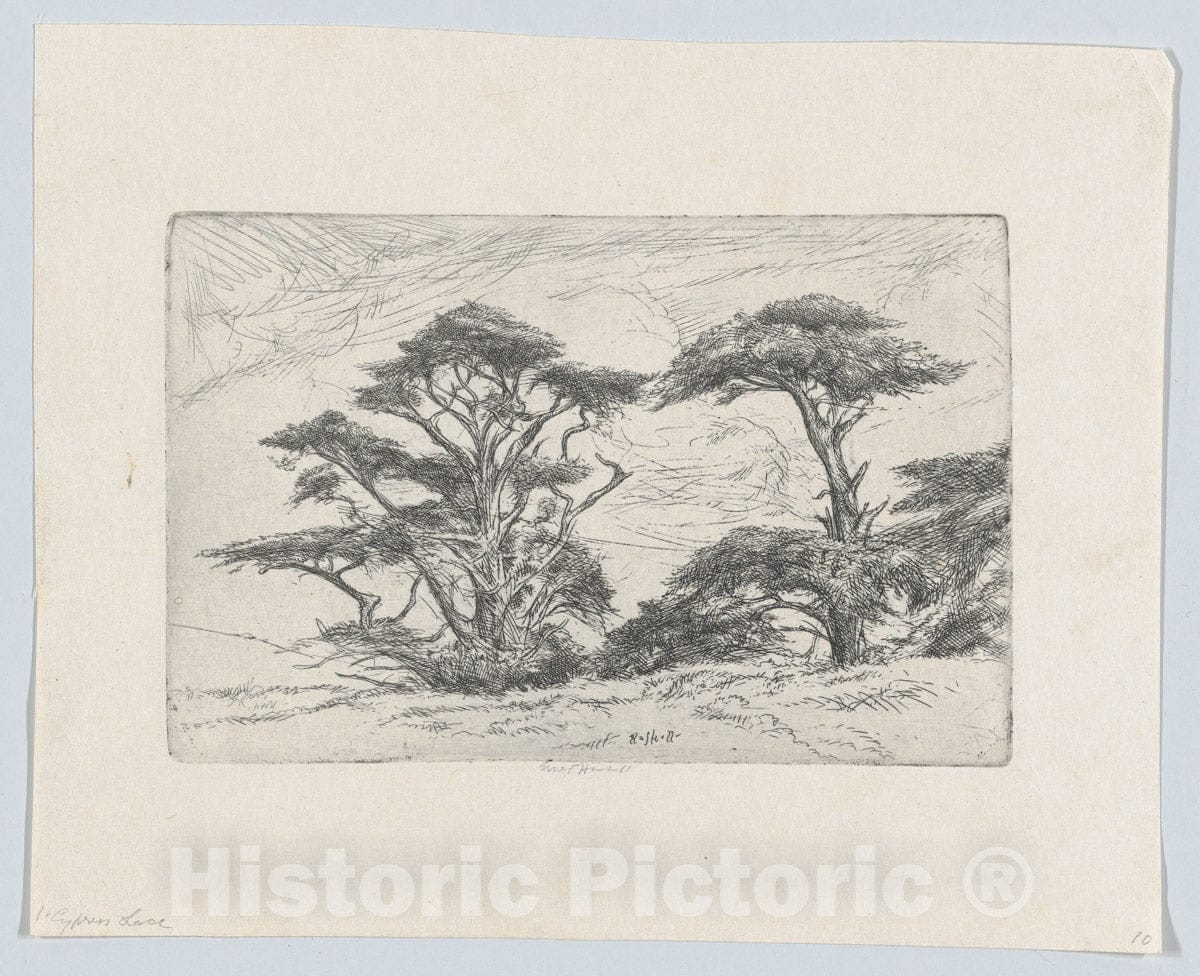 Art Print : Ernest Haskell - Cypress Lace : Vintage Wall Art