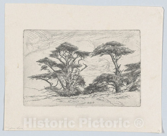 Art Print : Ernest Haskell - Cypress Lace : Vintage Wall Art