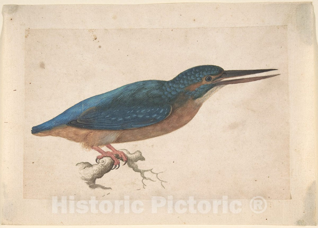 Art Print : Jacques Le Moyne de Morgues - A Kingfisher on a Branch : Vintage Wall Art