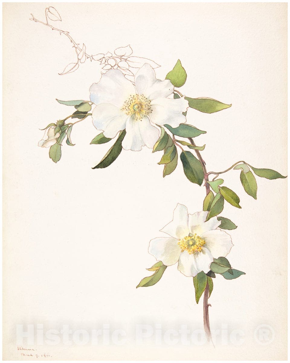 Art Print : Margaret Neilson Armstrong - White Clematis : Vintage Wall Art