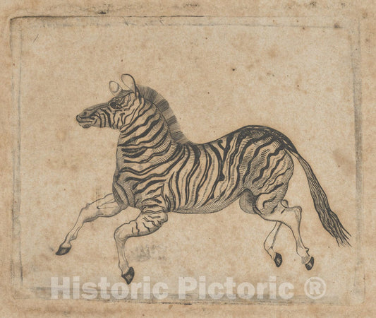 Art Print : Asher Brown Durand - Banknote Vignette Showing a Zebra : Vintage Wall Art