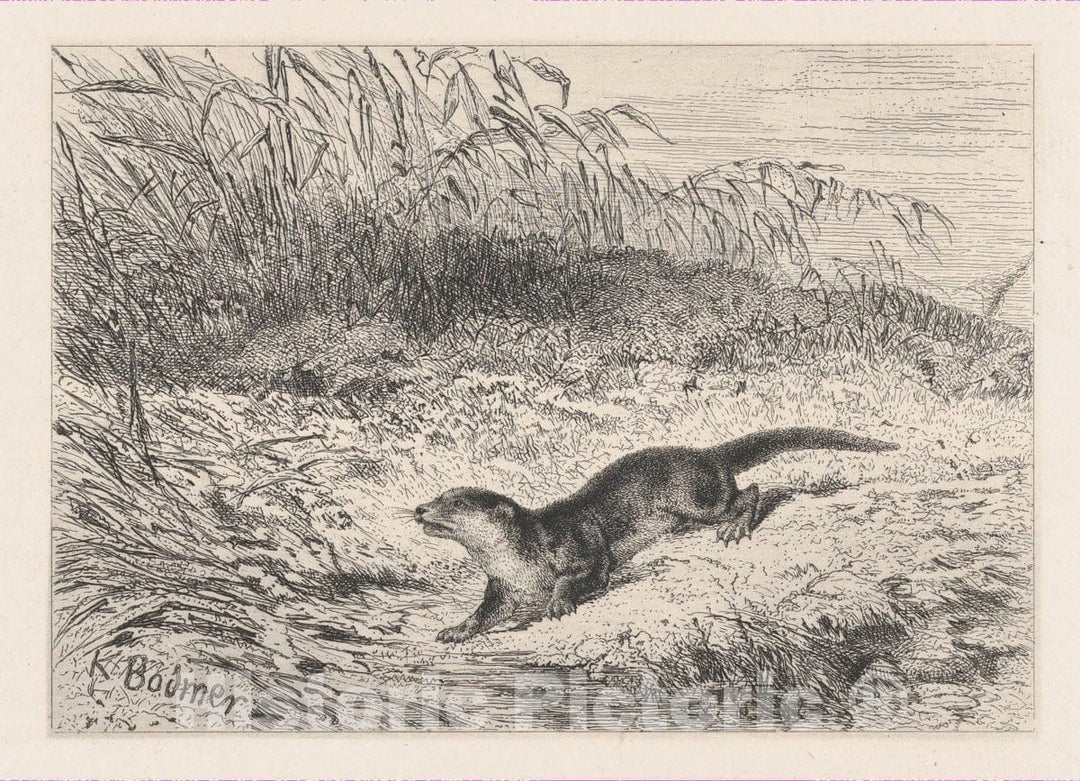Art Print : Karl Bodmer - an Otter : Vintage Wall Art