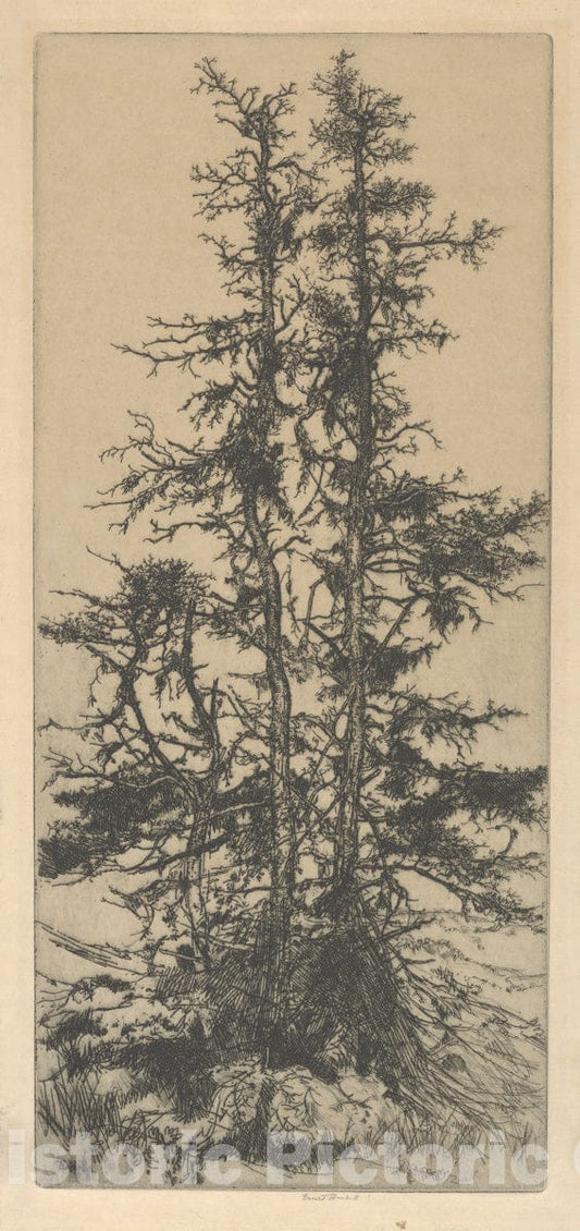 Art Print : Ernest Haskell - The Moss Trees : Vintage Wall Art
