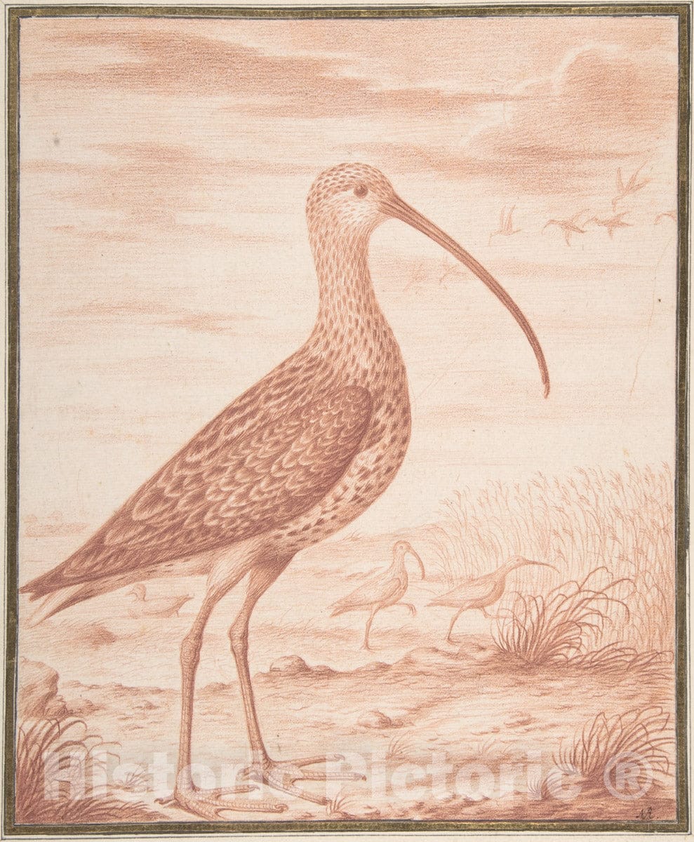 Art Print : Nicolas Robert - Curlews and Ducks : Vintage Wall Art