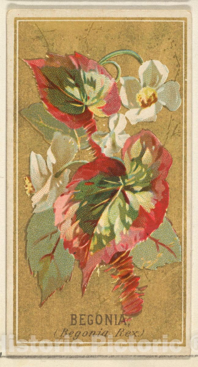 Art Print : Issued by Goodwin & Company - Begonia (Begonia Rex), from The Flowers Series for Old Judge Cigarettes : Vintage Wall Art