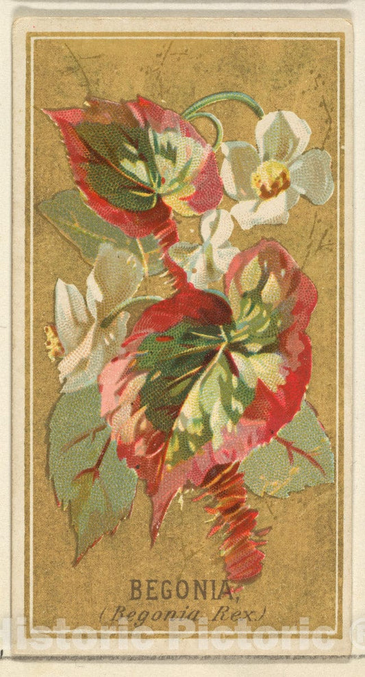 Art Print : Issued by Goodwin & Company - Begonia (Begonia Rex), from The Flowers Series for Old Judge Cigarettes : Vintage Wall Art