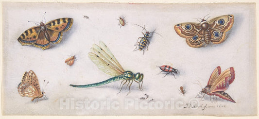 Art Print : Jan Van Kessel - Insects, Butterflies, and a Dragonfly : Vintage Wall Art