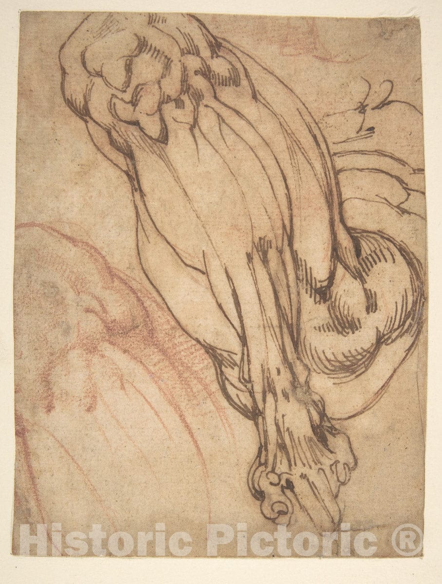 Art Print : School of Michelangelo Buonarroti - Anatomical Studies of a Leg (Recto)