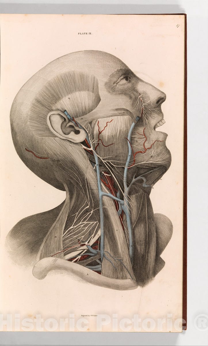 Art Print : John Lizars - A System of Anatomical Plates of The Human Body, vol. 2 : Vintage Wall Art