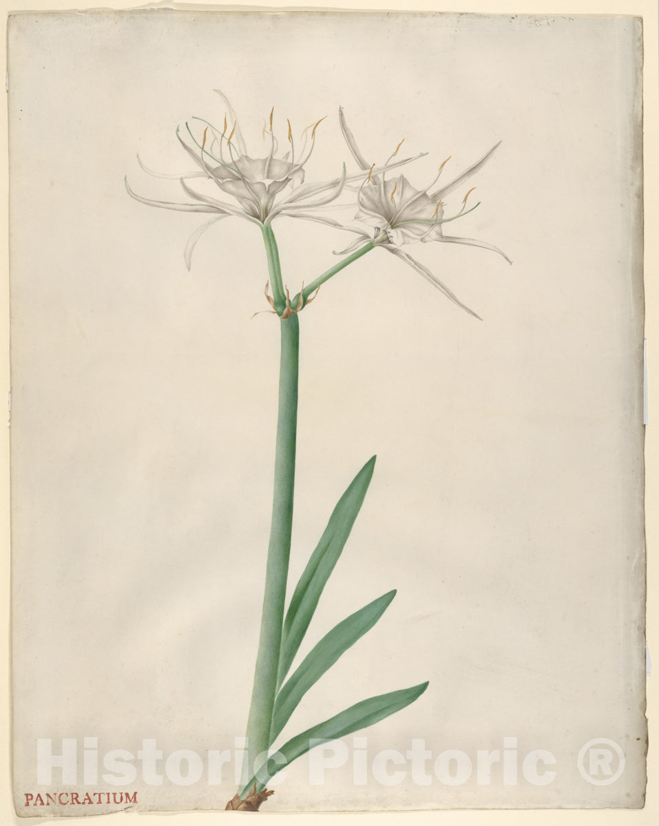 Art Print : Georg Dionysius Ehret - Pancratium : Vintage Wall Art