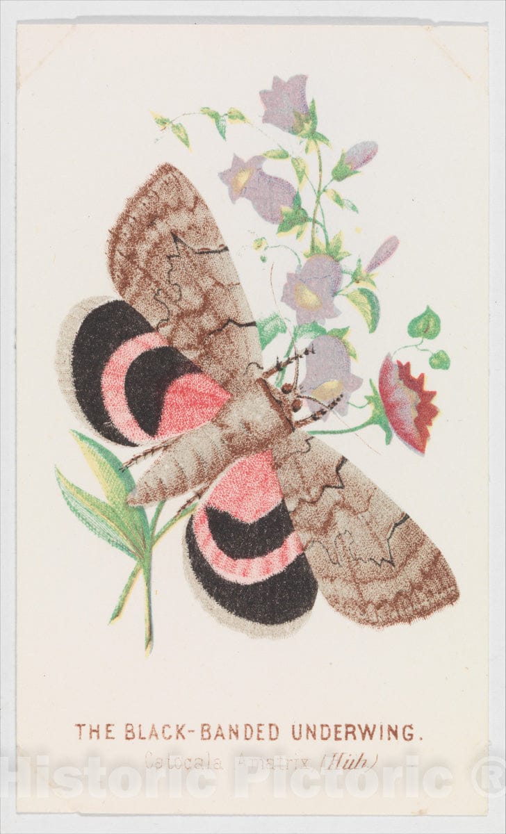 Art Print : Louis Prang & Co. - The Black-Banded Underwing from The Butterflies and Moths of America Part 2 : Vintage Wall Art