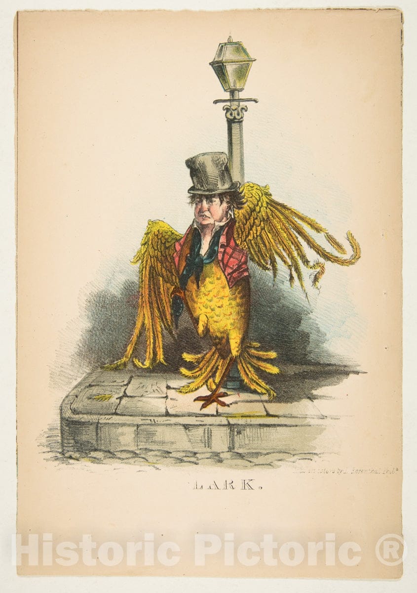 Art Print : Henry Louis Stephens - Lark, from The Comic Natural History of The Human Race : Vintage Wall Art