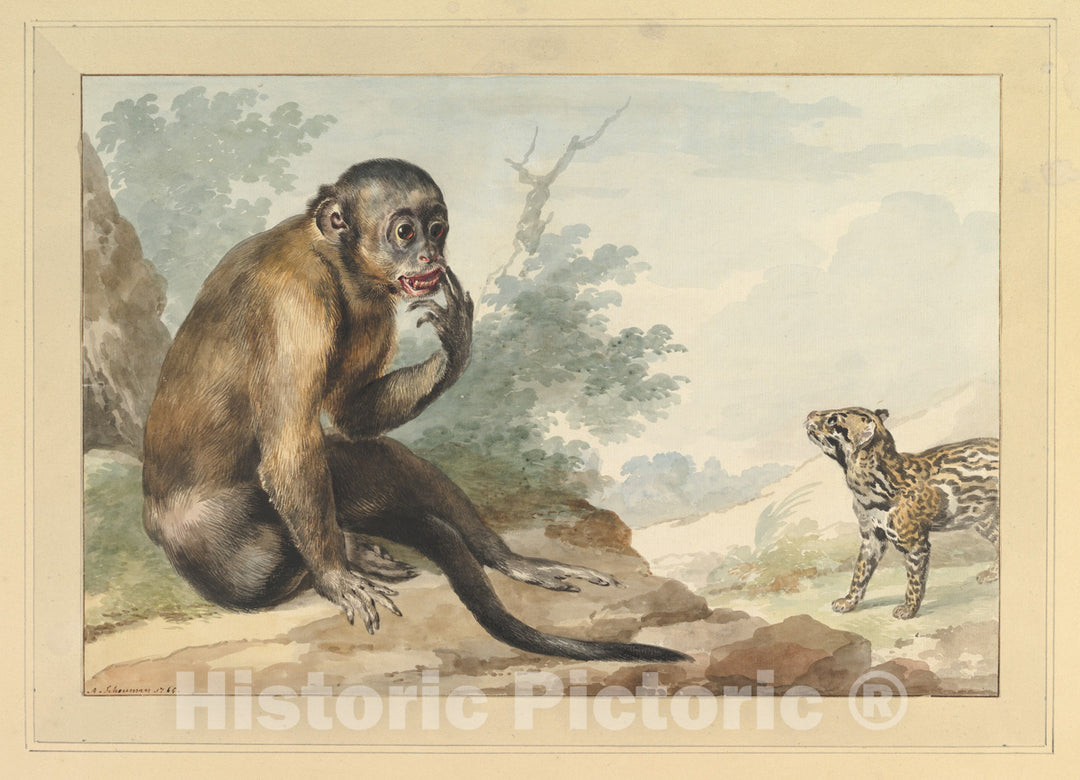 Art Print : Aert Schouman - A Monkey Sitting on a Rock Looking at a Civet : Vintage Wall Art