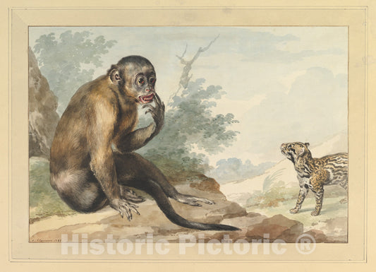 Art Print : Aert Schouman - A Monkey Sitting on a Rock Looking at a Civet : Vintage Wall Art