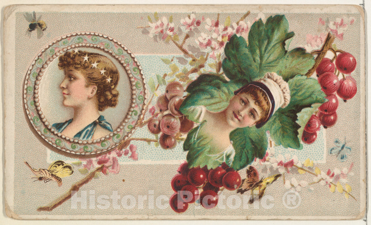 Art Print : Currants and Serving Plate, from The Miniature Novelties Series - Artist: Donaldson Brothers - Created: 1891 : Vintage Wall Art