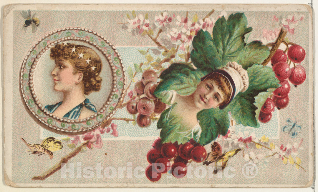 Art Print : Currants and Serving Plate, from The Miniature Novelties Series - Artist: Donaldson Brothers - Created: 1891 : Vintage Wall Art
