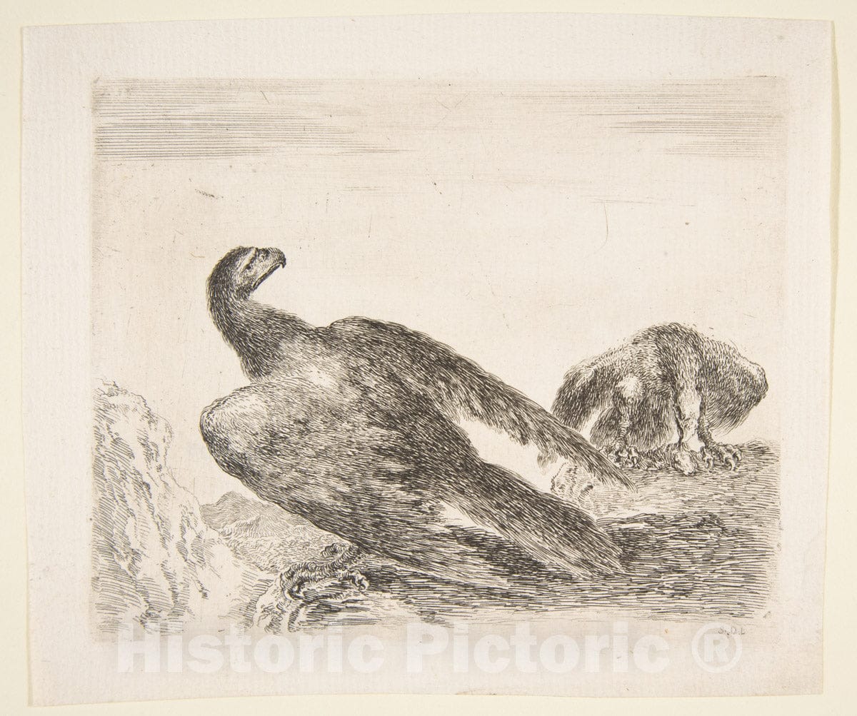 Art Print : Stefano Della Bella - Two Eagles, one with Prey, from 'Eagles' (Les aigles) : Vintage Wall Art