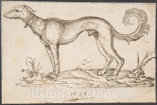 Art Print : Virgil Solis - A Greyhound in Profile Facing Left : Vintage Wall Art