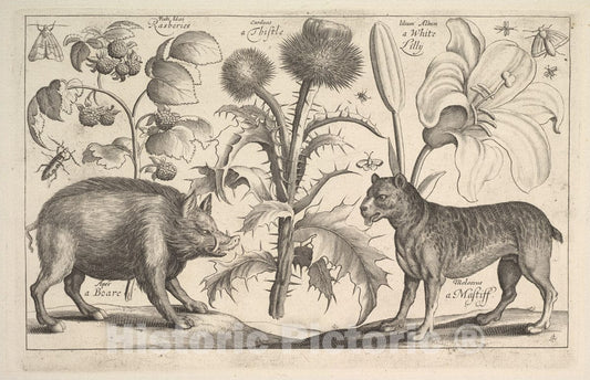 Art Print : Wenceslaus Hollar - Boar and Mastiff : Vintage Wall Art
