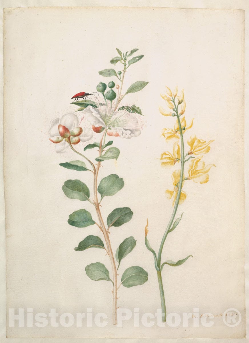Art Print : Maria Sibylla Merian - Study of Capers, Gorse, and a Beetle : Vintage Wall Art