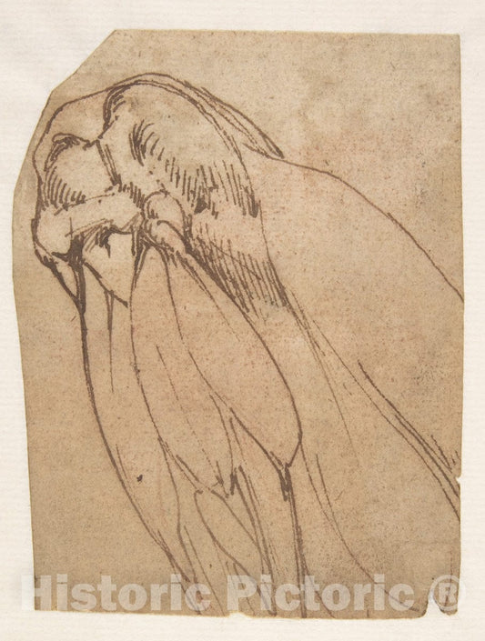 Art Print : School of Michelangelo Buonarroti - Anatomical Study of a Knee : Vintage Wall Art