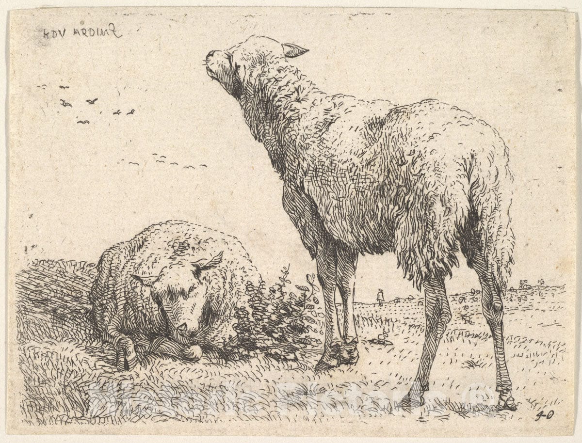 Art Print : Two Sheep, one Shown frontally - Artist: Karel Dujardin - Created: c1655 : Vintage Wall Art