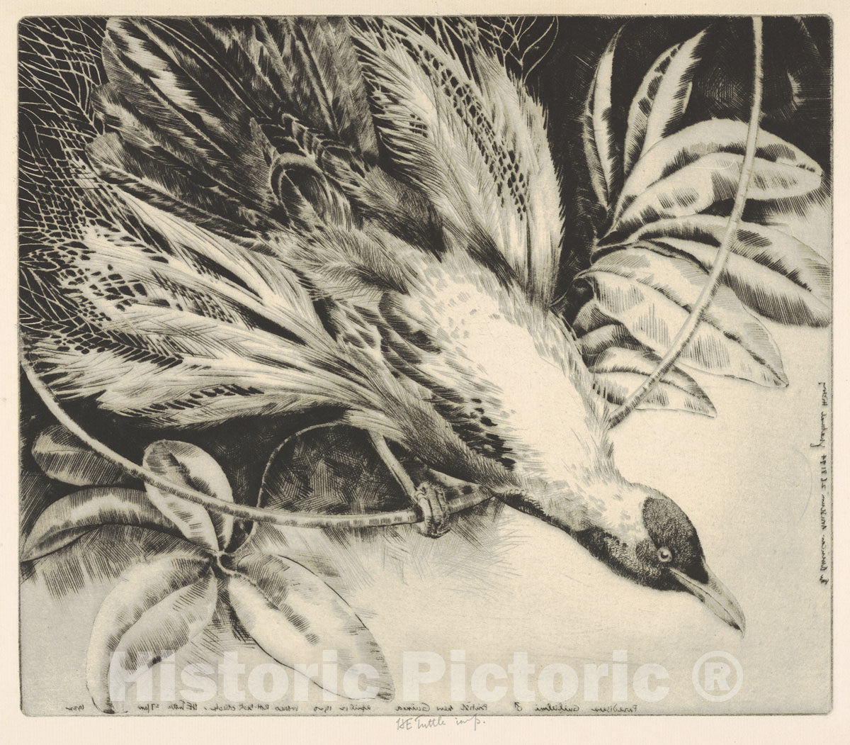 Art Print : Henry Emerson Tuttle - Paradisara Guilielmi, British New Guinea : Vintage Wall Art